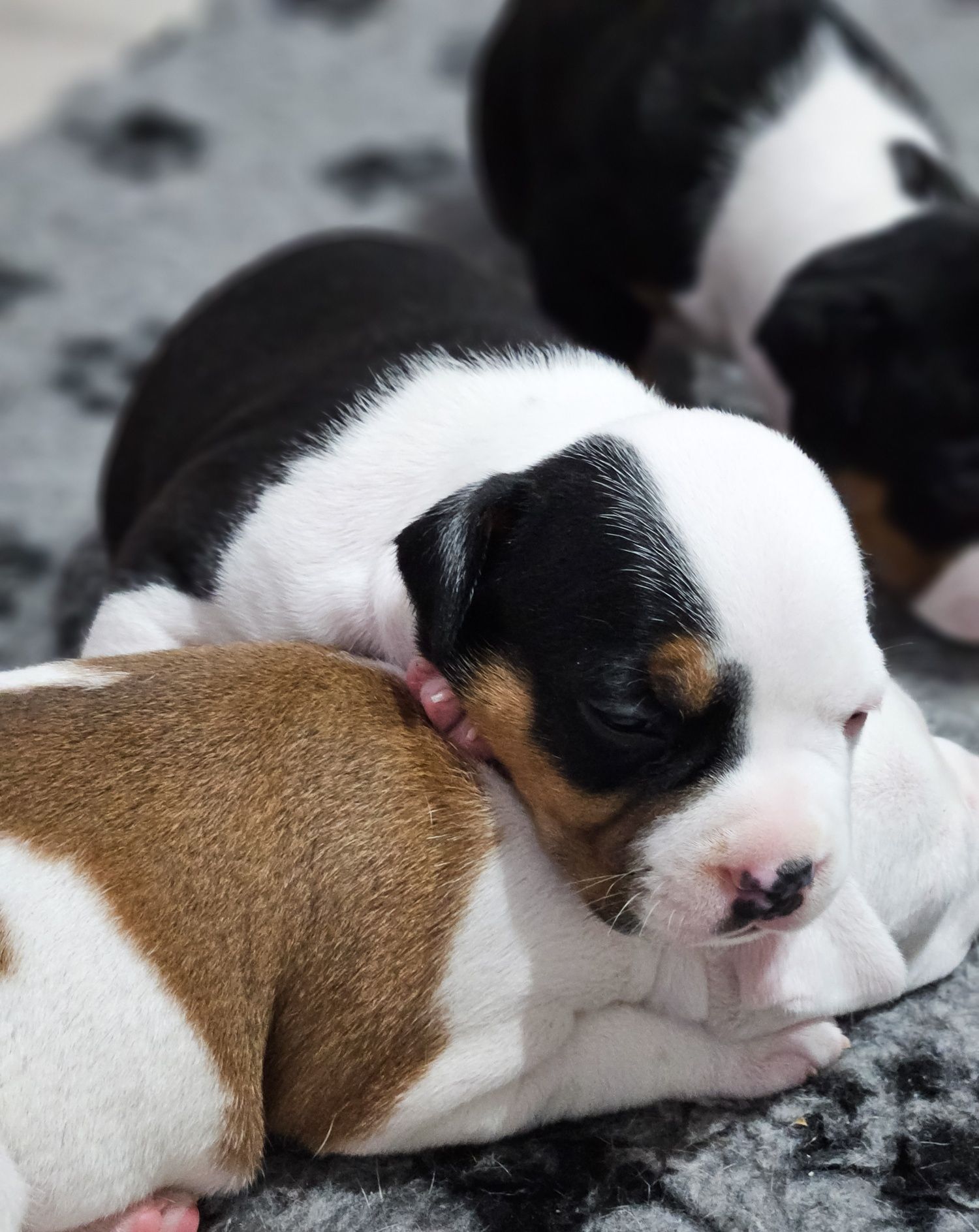 Amstaff Suczka Tricolor