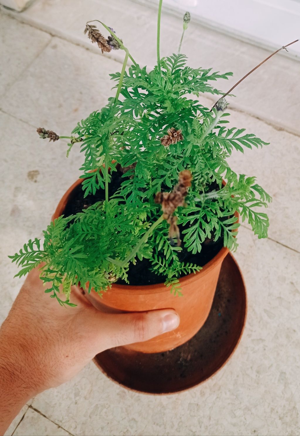 Alfazema em vaso