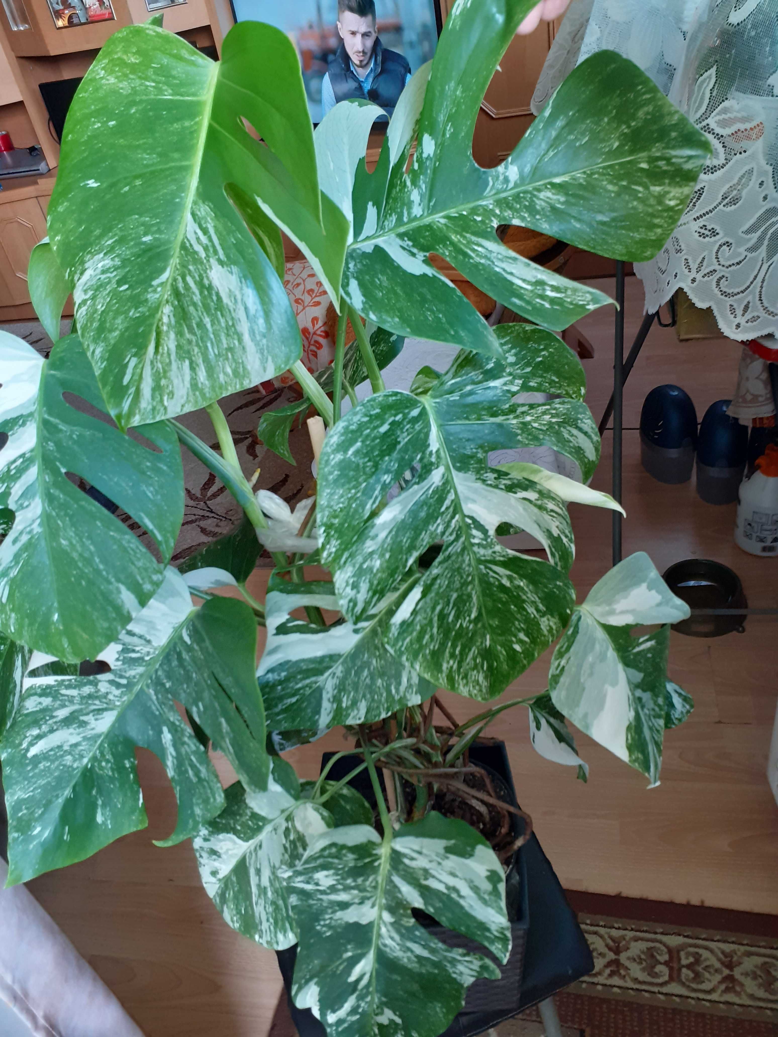 Monstera VARIEGATA - sadzonka ukorzeniona w wodzie  i rosnąca