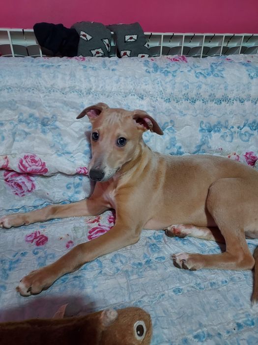 Chart Angielski Whippet piesek