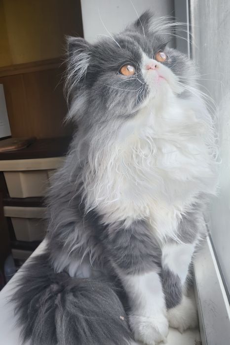 Персидский мальчик