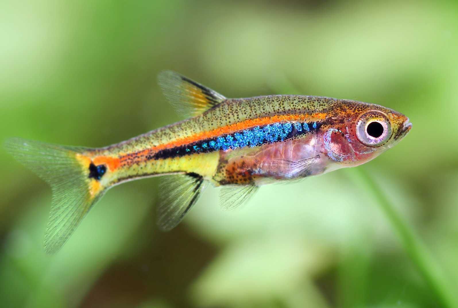 Razbora karłowata - Boraras urophthalmoides - Rasbora - dowóz, wysyłka