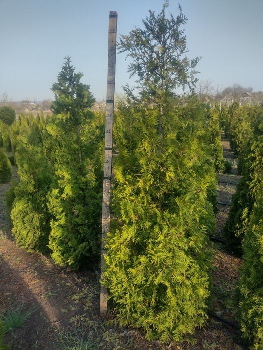 Продам хвойні рослини заввишки 2 метра