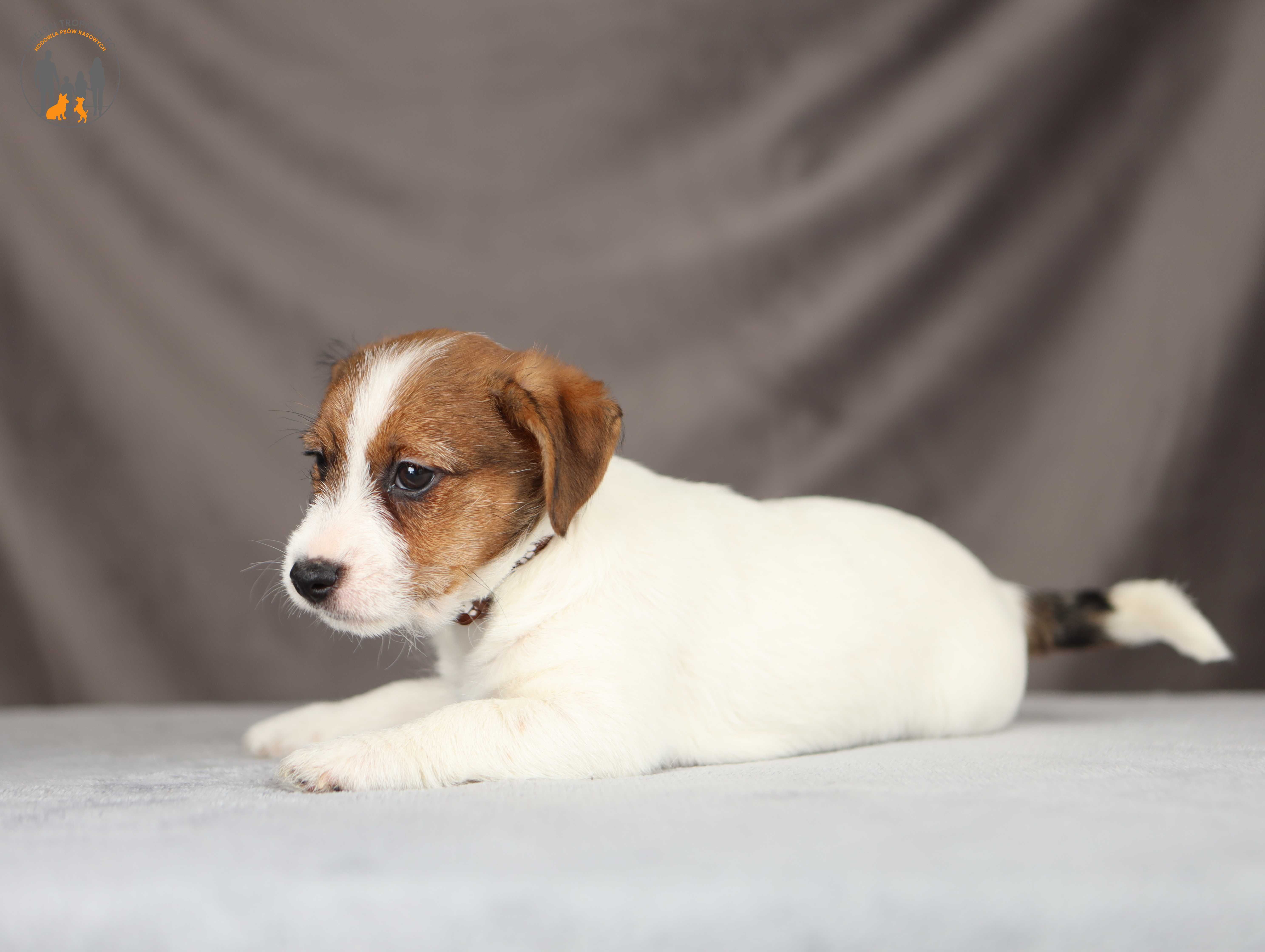Jack Russell Terrier ZKwP FCI piękna suczka po CH.PL
