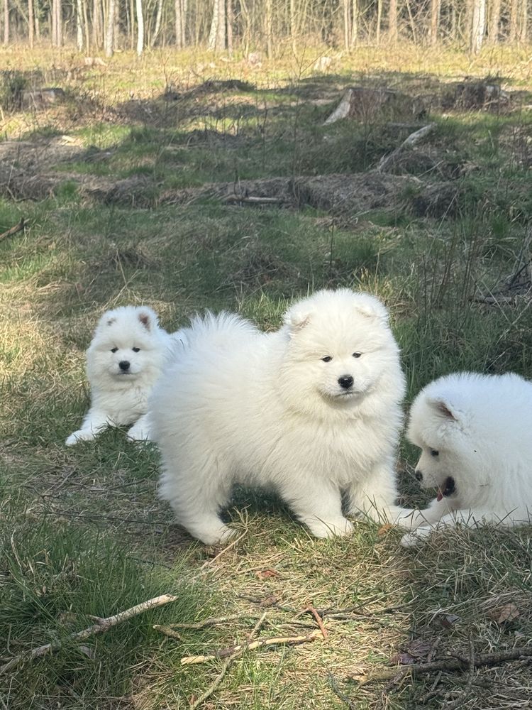 Samoyed - pies - samiec - ZkwP - Fci Juz Do Odbioru OSTATNI :)