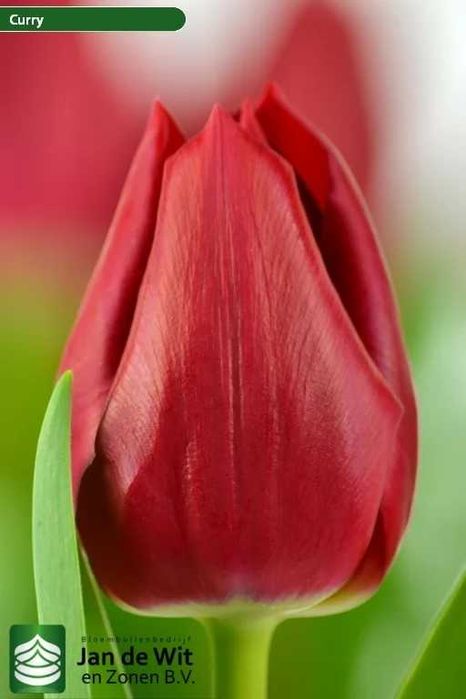 Цибулини тюльпанів 12+ на вигонку і для саду Нідерланди Jan de Wit