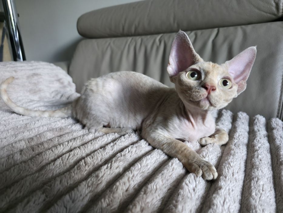 Devon Rex - Płowa szylkretka - dziewczynka - Gotowa do odbioru - Trójm