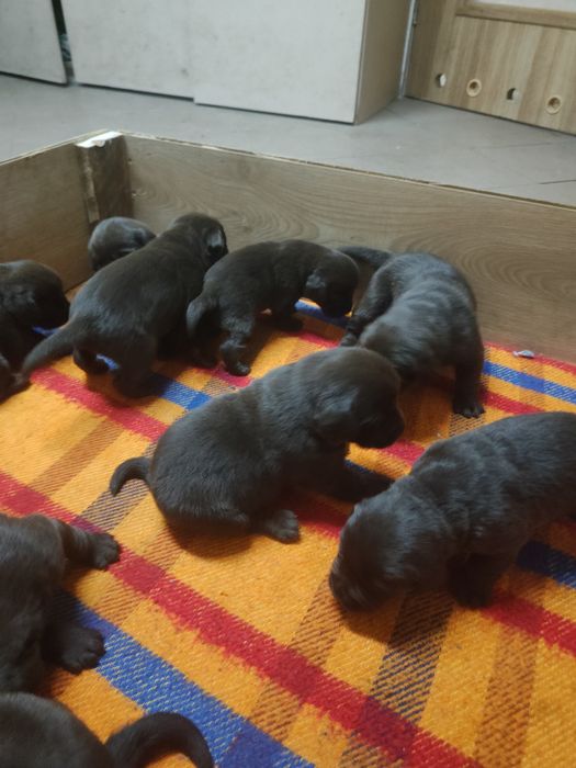 Labrador czekoladowy z rodowodem