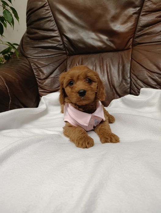 Cavapoo śliczna Suczka