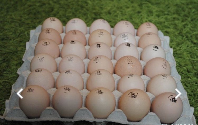 Кобб 500 Венгрия и/я