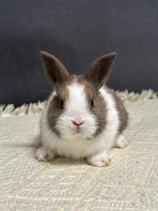 królik miniaturka