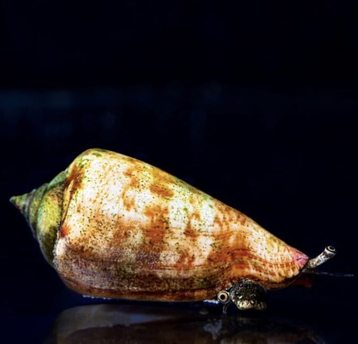 Ślimak strombus nassarius akwarium morskie