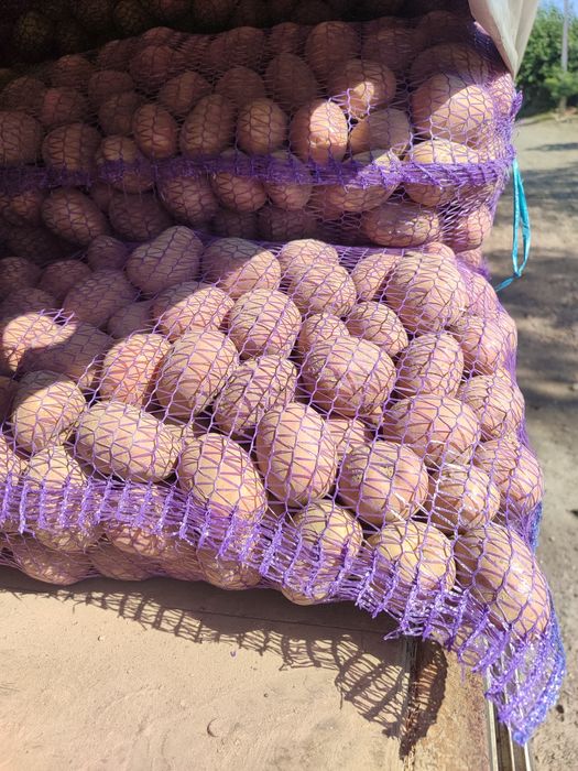 Картошка Біла Роса  Гранада та конект з піщаного грунту