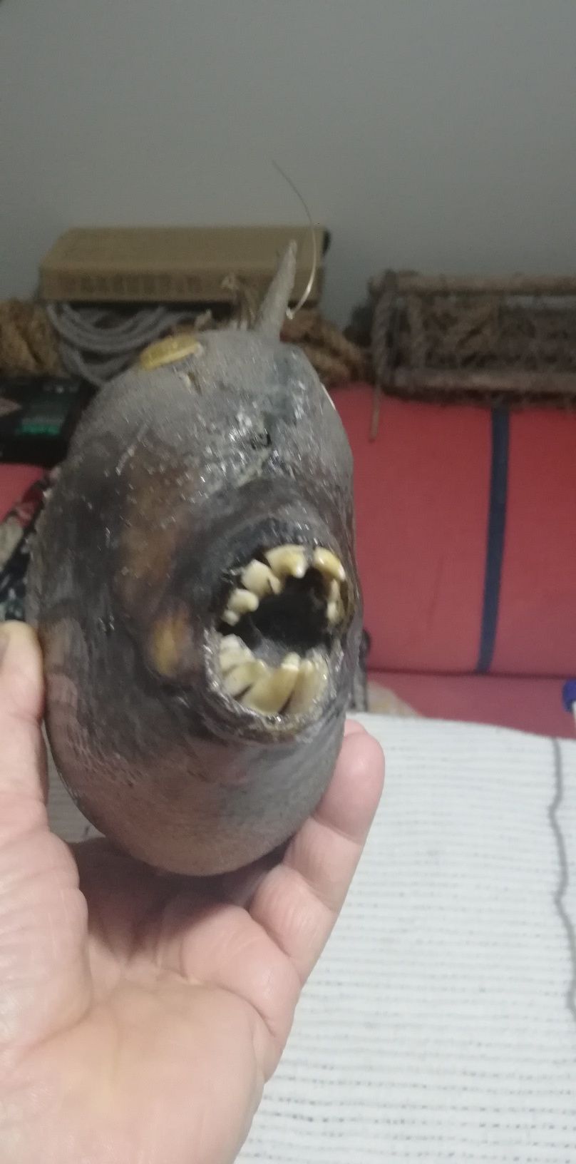 Ryba wypchana tzw. Zębacz