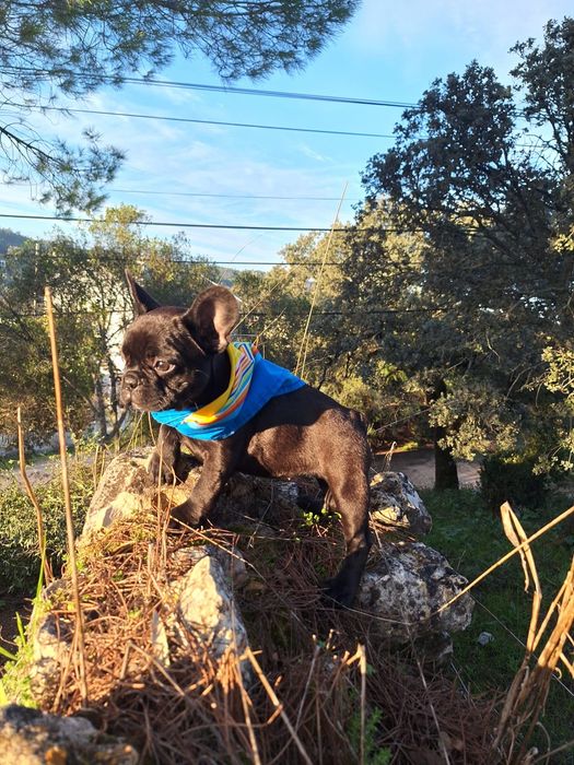 Bulldog Francês Fêmea