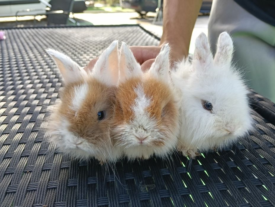 Coelhos anões...