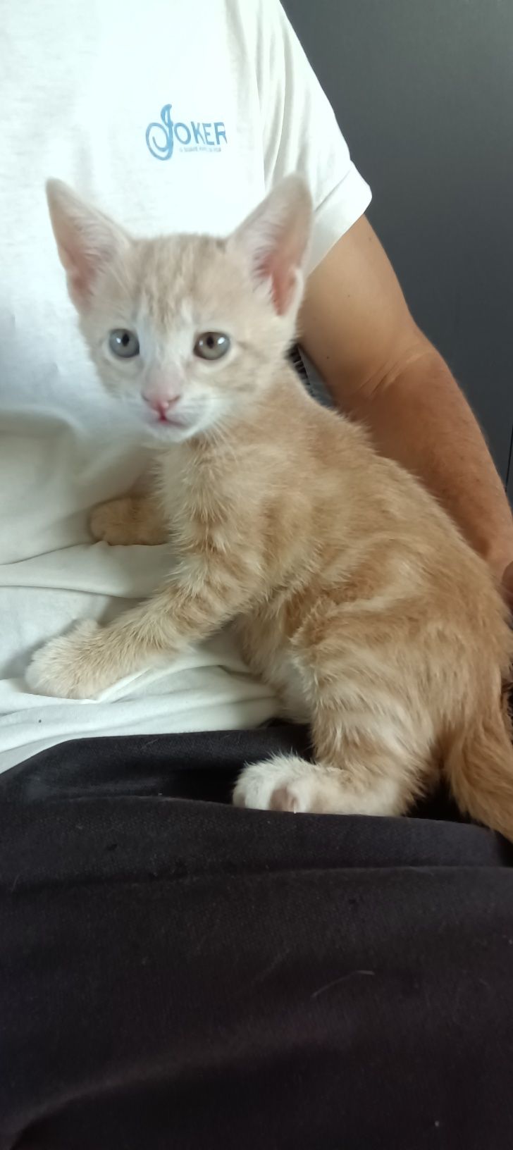 Gatinha para adoção responsável