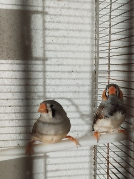 Mandarins, casais para venda