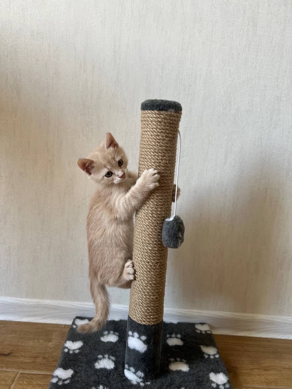 Когтеточка для кота. Дряпка, царапка
