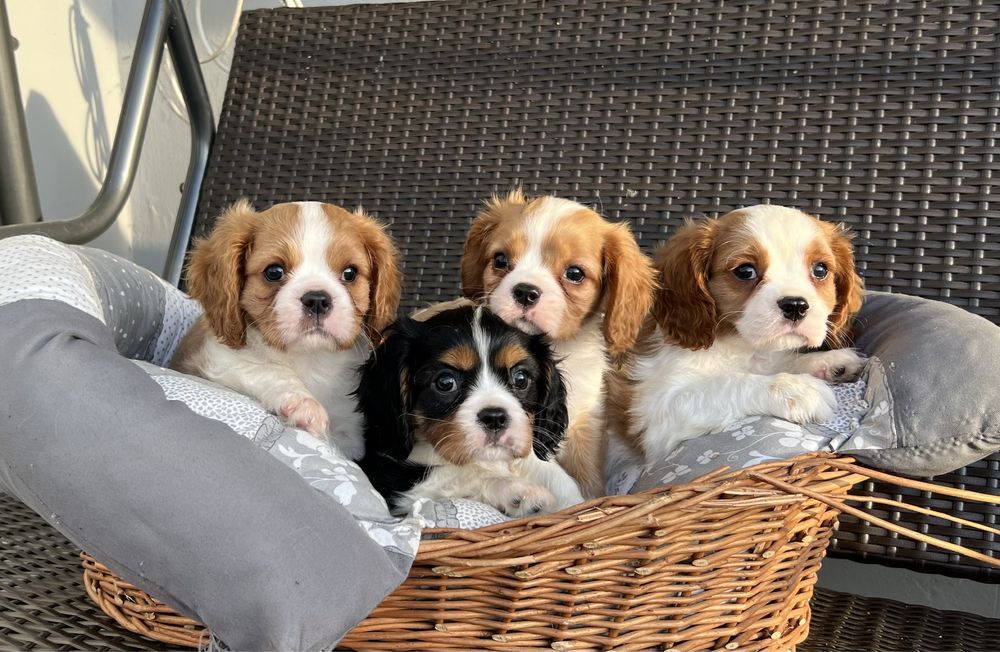 Cavalier King Charles Spaniel Szczeniak z Rodowodem