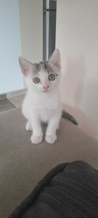 Małe kotki szukają domu