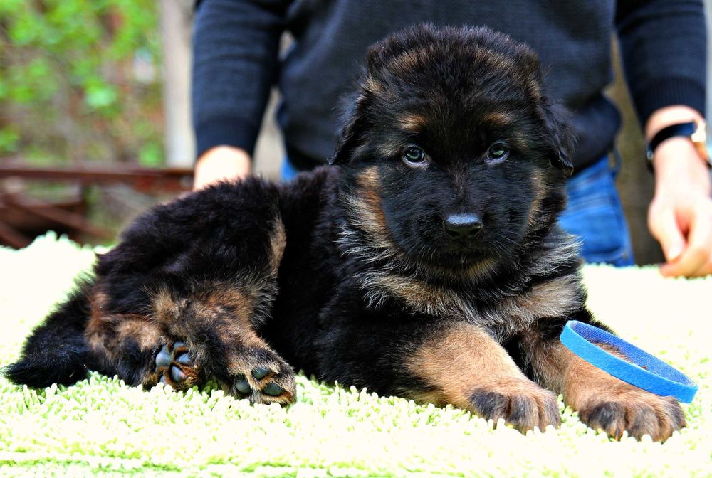 Породисті цуценята, д/ш вівчарка, з пакетом документів КСУ.
