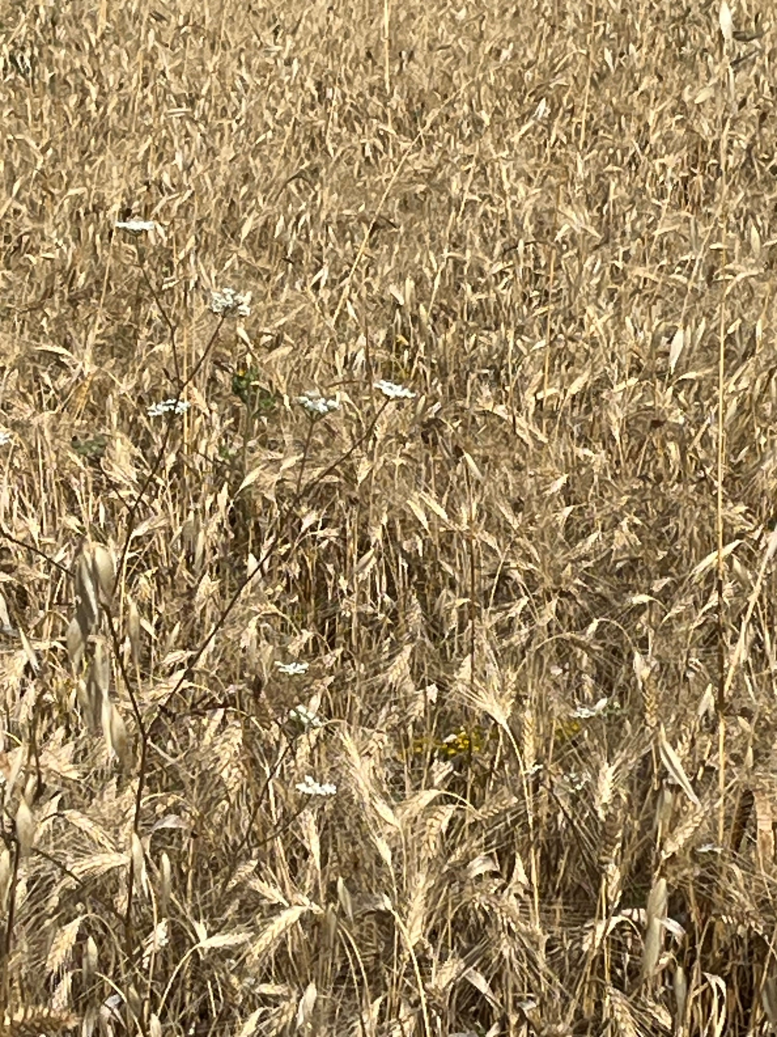 Fardos de palha de trigo  ( 300kg),     Fardos de feno