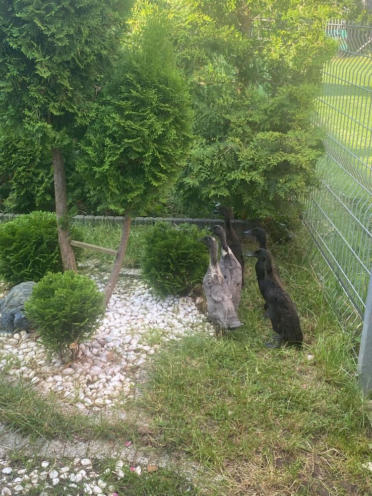 Sprzedam kaczki biegusy