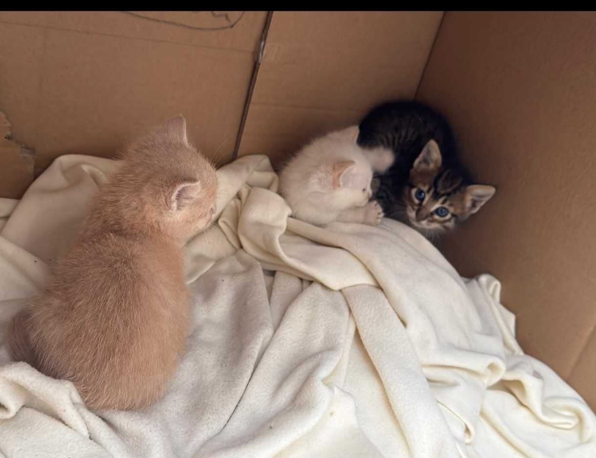 Gatinhos com 2 meses para adoção responsável em Gondomar