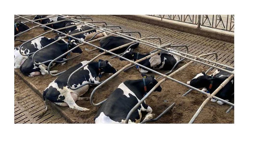 Wapno do suchej dezynfekcji, wapno do obory, wapno pod krowy 950kg