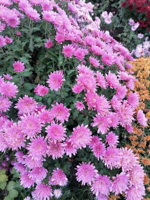 Продам хризантему мультифлору