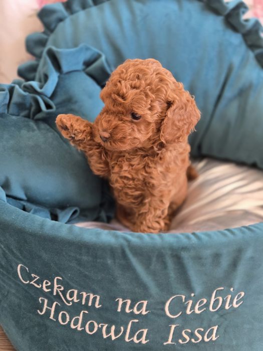 Pudel miniaturowy Toy Red Brown suczka Hodowla Issa