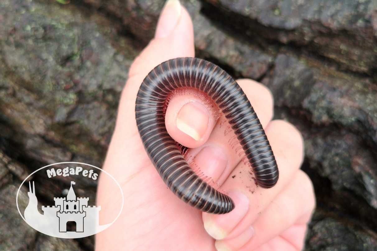 Olbrzymi Spiropoeus fischeri Krocionogi Wije Stonoga Skoczogonki Ekipa