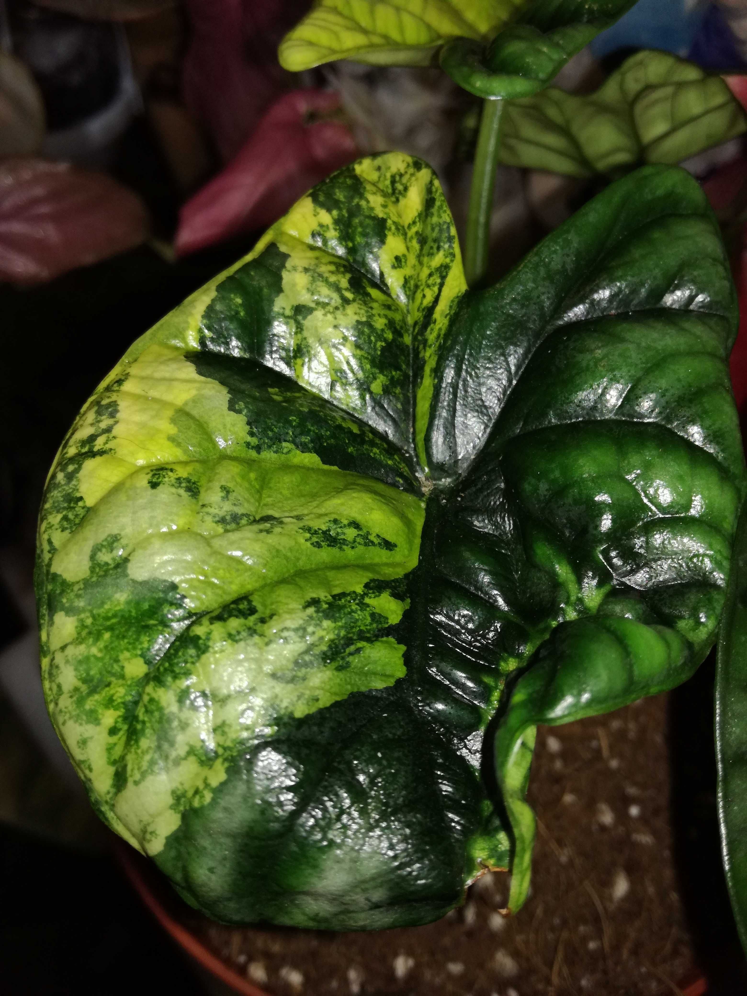 INTERNATIONAL Alocasia Sinuata Aurea Tricolor Variegata Alokazja philo