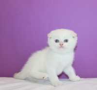 Мальчик Scottish Fold