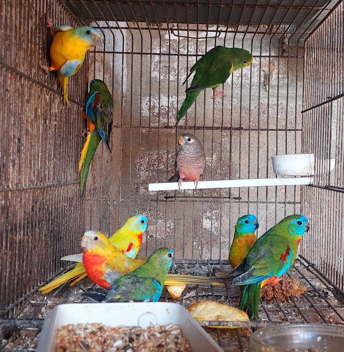Aves em excelente estado