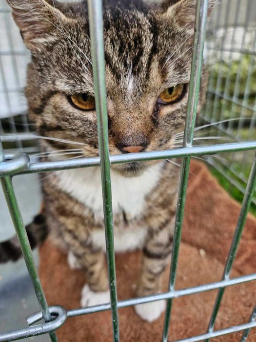 Morusek szuka domu wychodzącego, domu z ogrodem