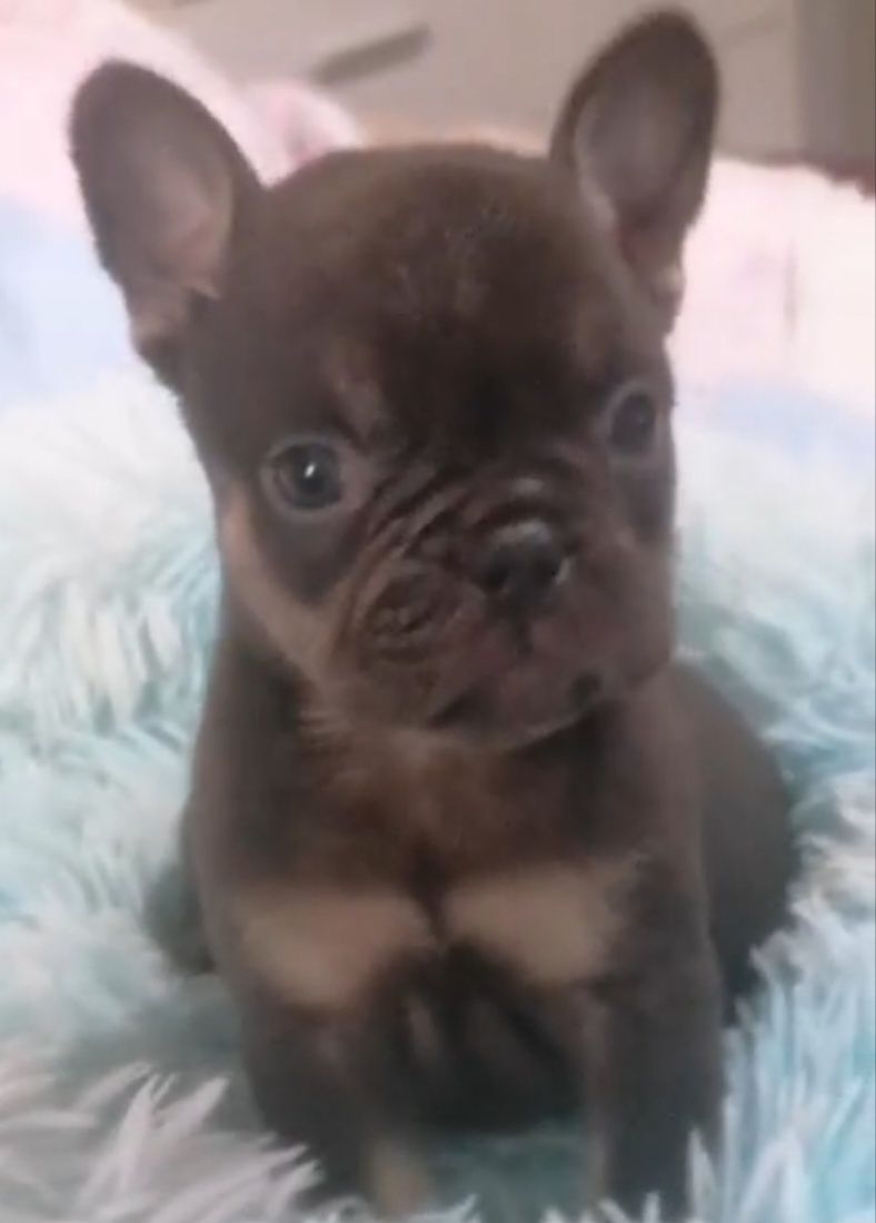 Bulldog FRANCÊS Miniatura   Red Fawn  Miniatura  PREÇO S