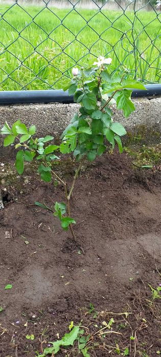 Morangueiros, framboesas, amoreiras, physalis e maracujás.