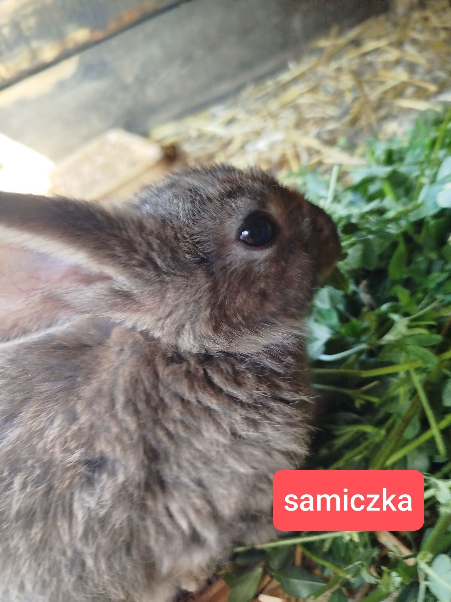 Samiczki i samce belgi
