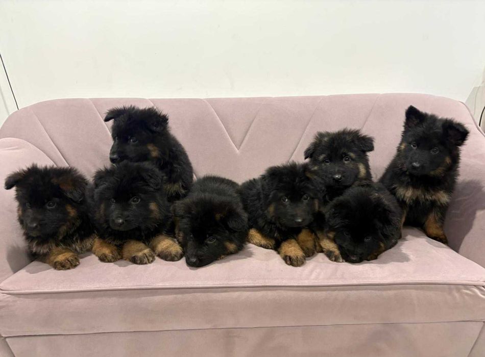 Owczarek Niemiecki szczeniak