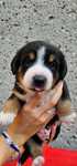 Entlebucher piesek