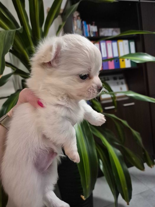 chihuahua długowłosa-biały piesek