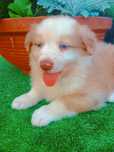 Border collie szczeniak Red Merle, niebieskie oczy
