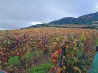 Pedras de Vinha usadas 2M