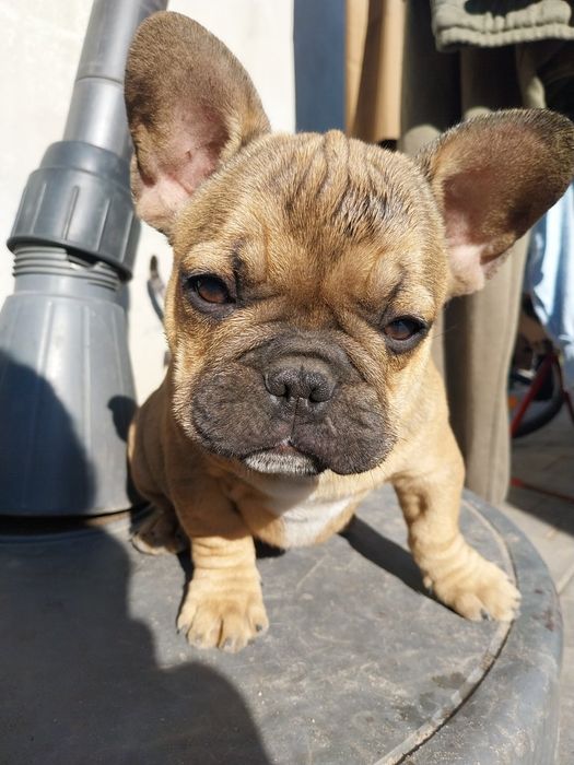 Buldog francuski szczeniaki
