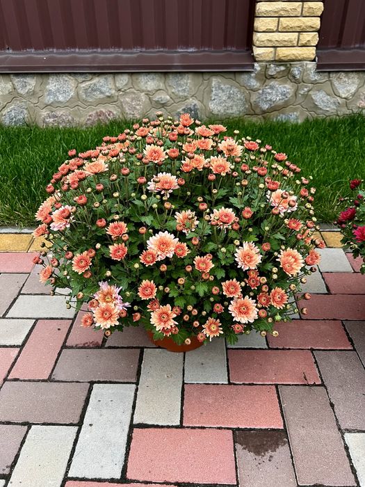 Хризантема мультифлора