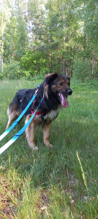 4 letni, 25 kg, w typie owczarka niemieckiego, adopcja za darmo oddam