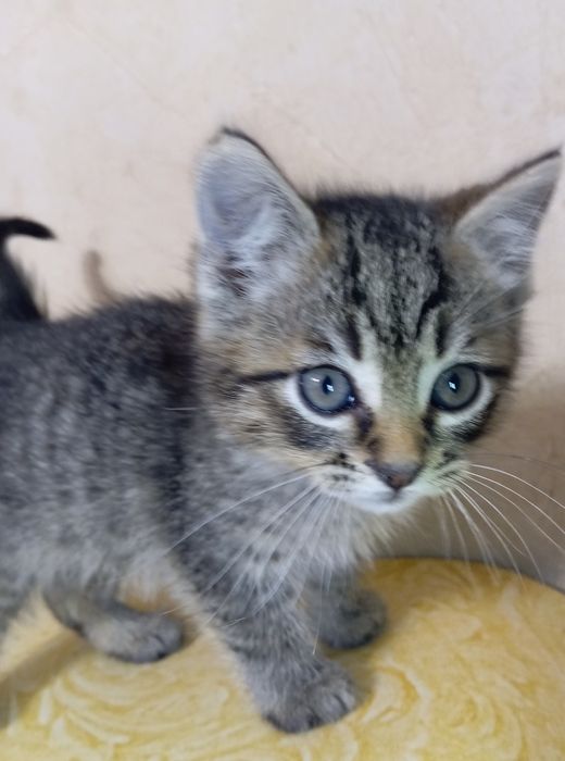 Віддам кошенят. Кошенята шукають господарів