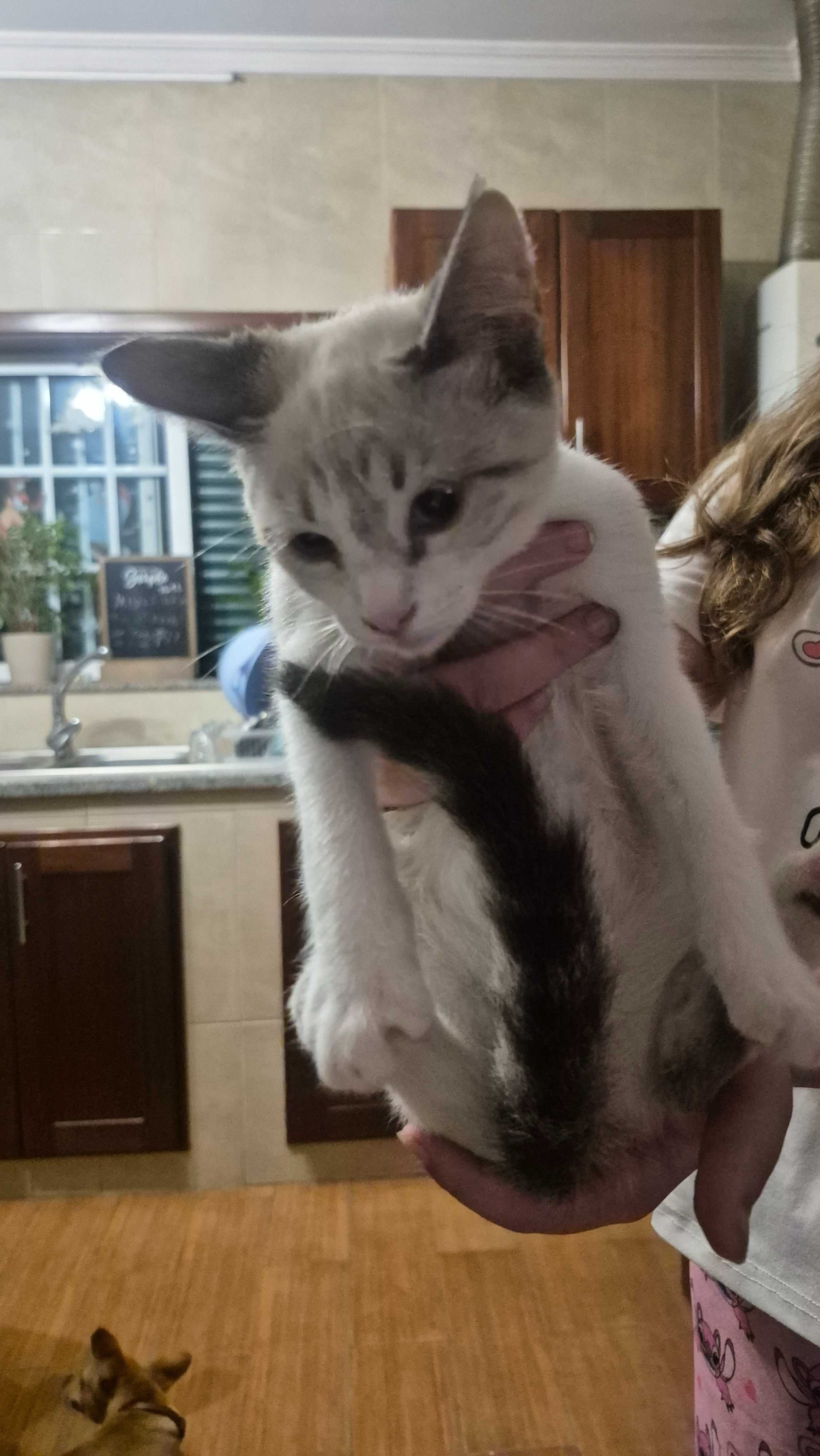 Gatinha para adoção em Aveiro/Águeda